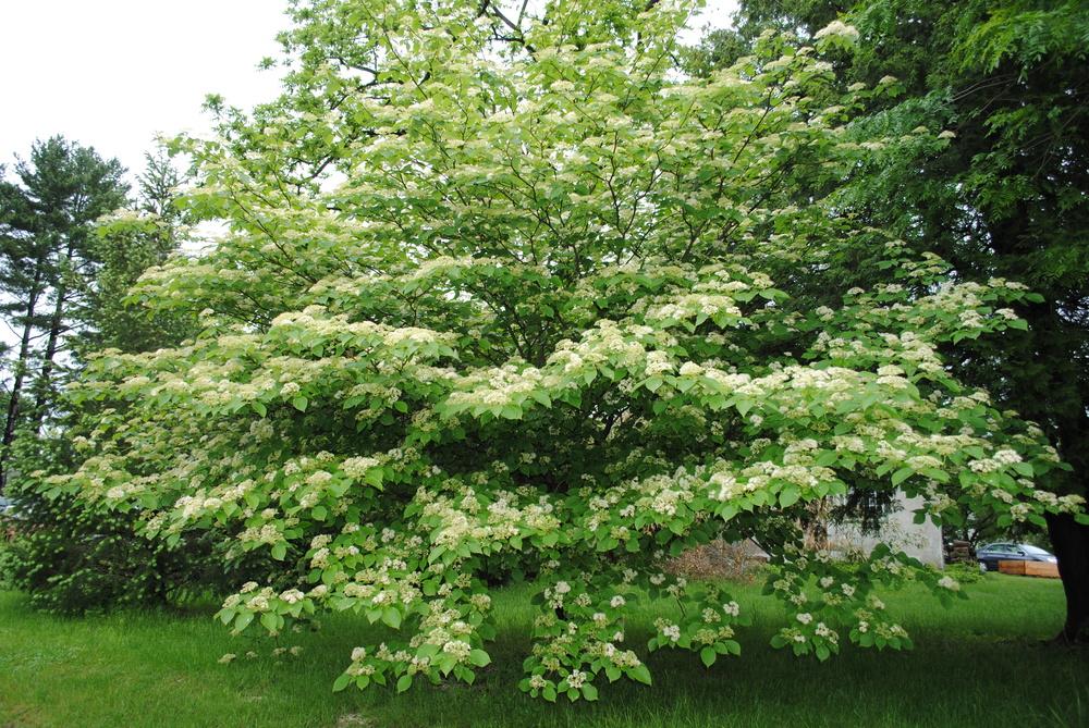 Puga Tree Plant Your Place! / Un arbre chez vous!